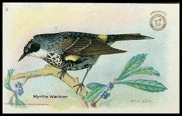 9 Myrtle Warbler